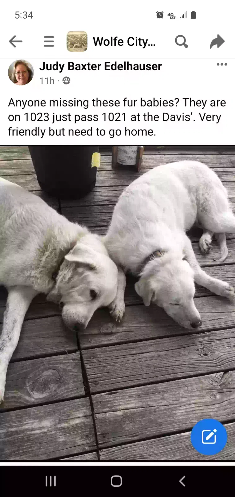 Lost dog in Wolfe City, TX, 75496