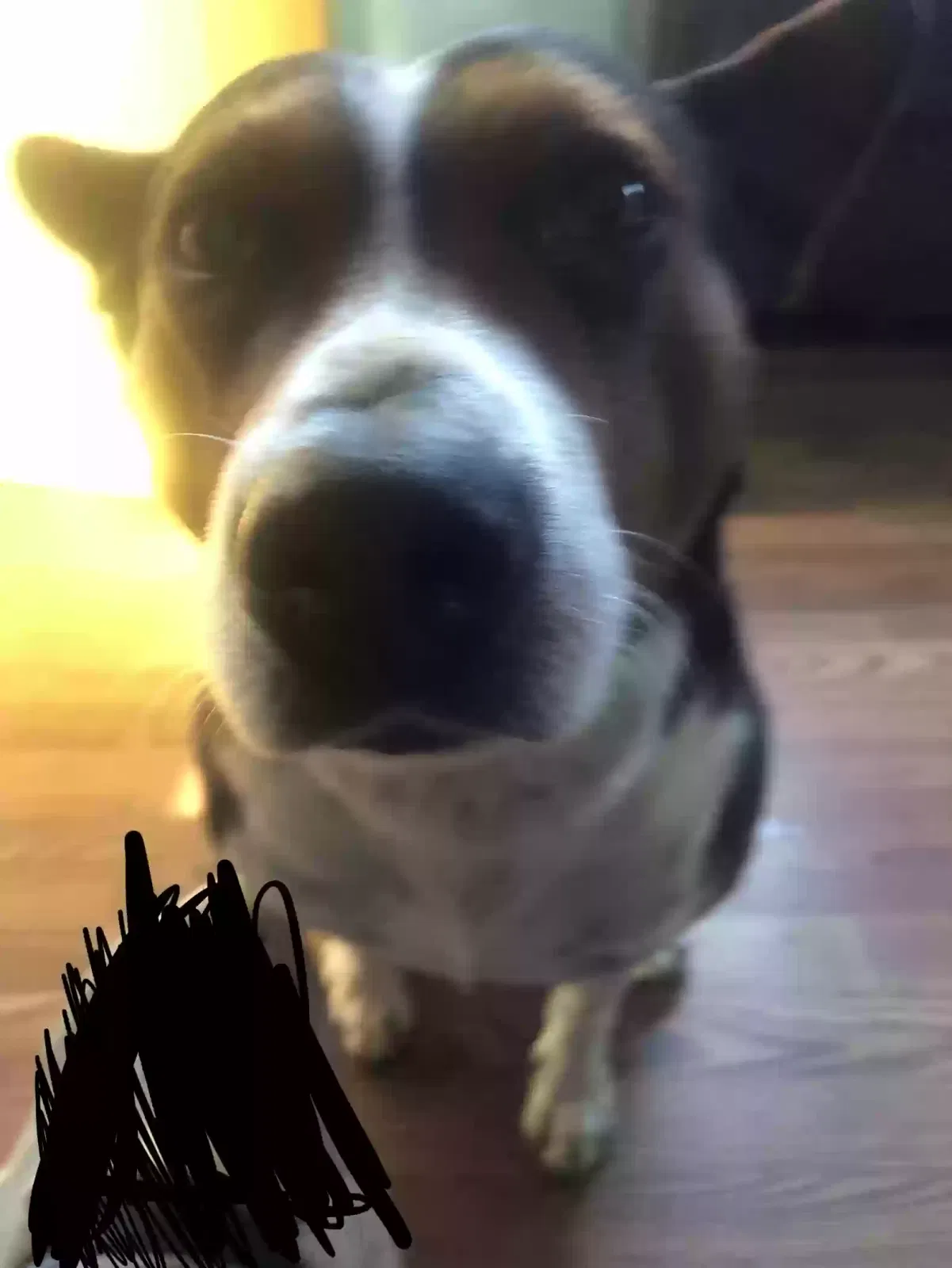 Lost dog in San Pablo, CA, 94806
