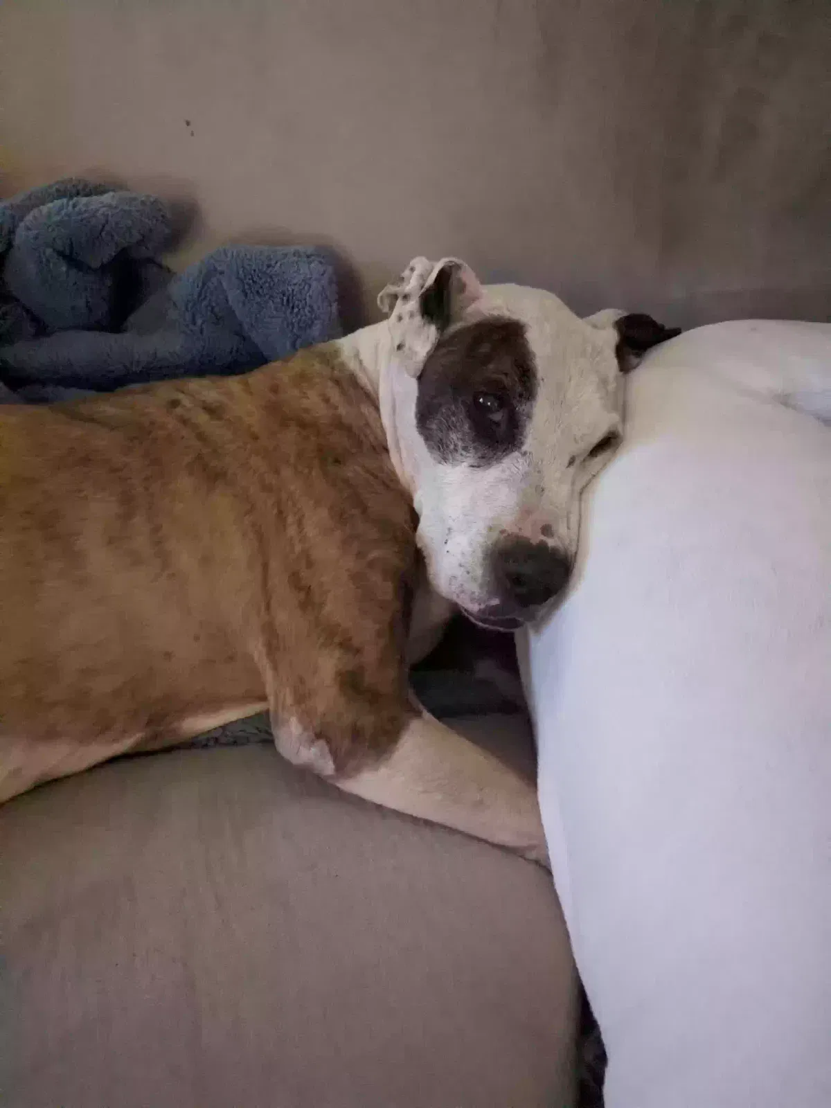 Lost dog in Salt Lake City, UT, 84104