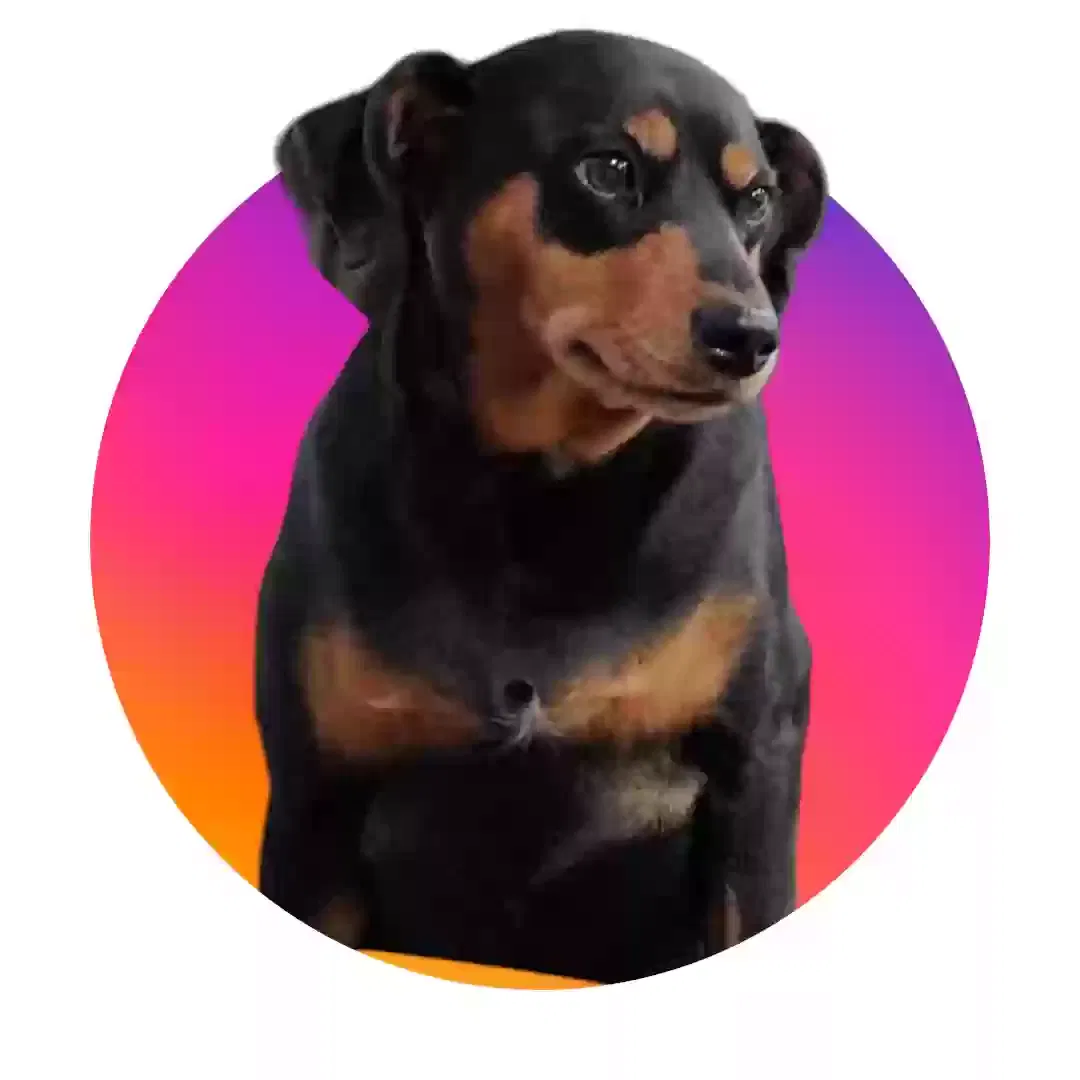 Lost dog in Lexington, SC, 29073