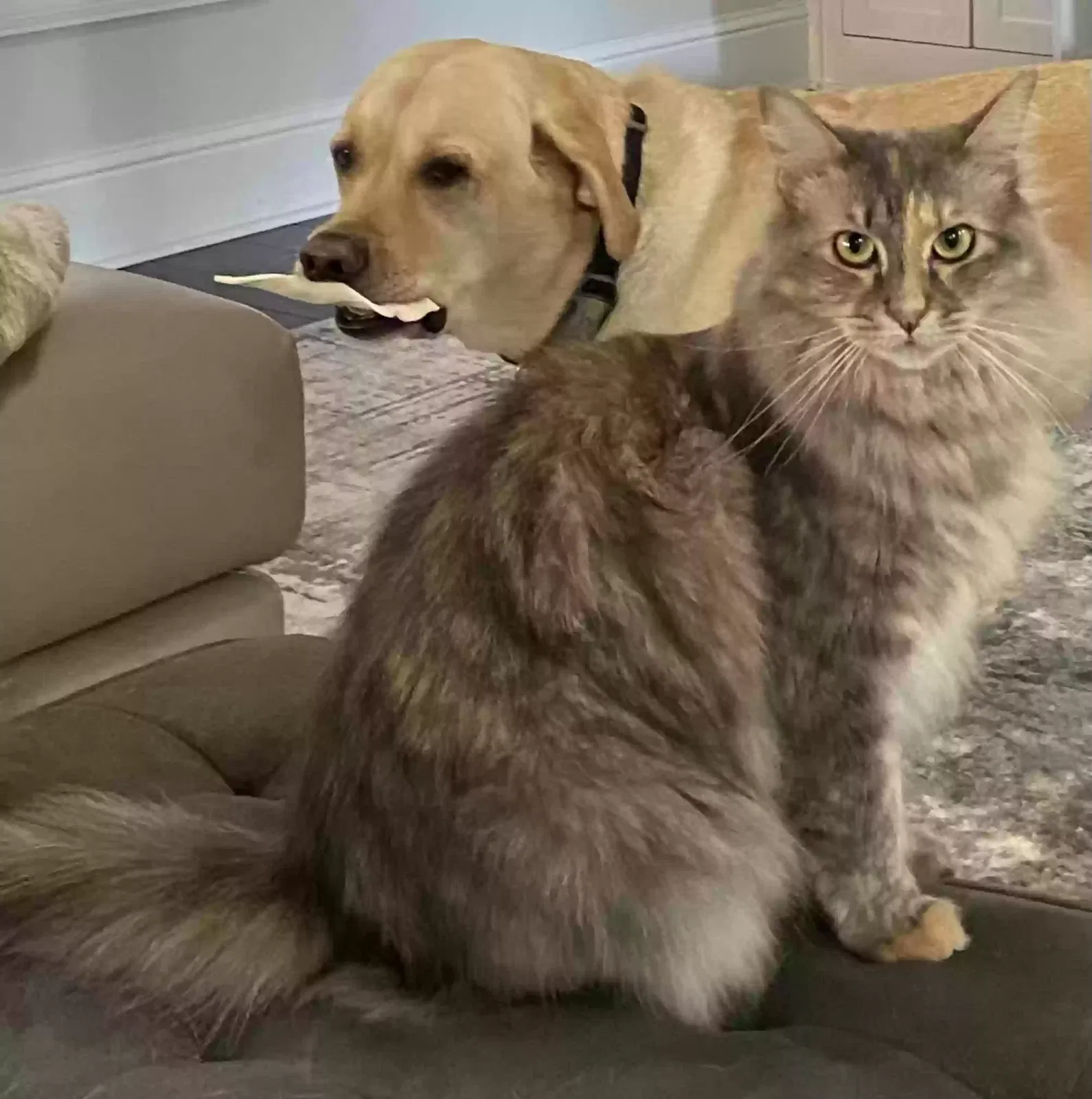 Lost cat in Buford, GA, 30519