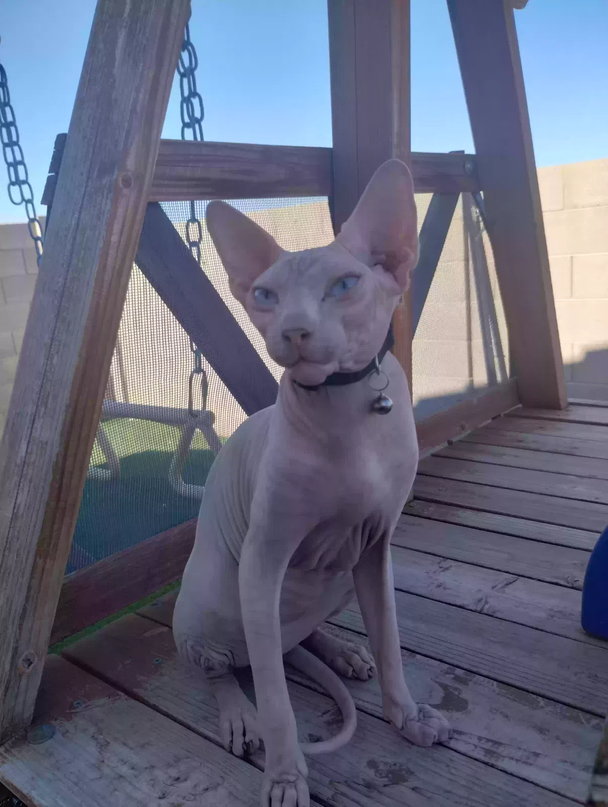 Lost cat in El Mirage, AZ, 85335