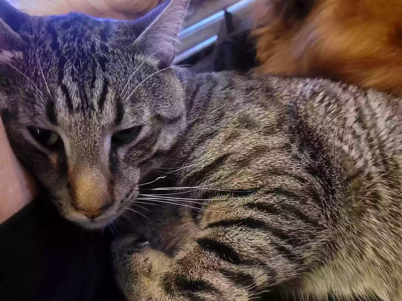 Lost cat in Portland, OR, 97224
