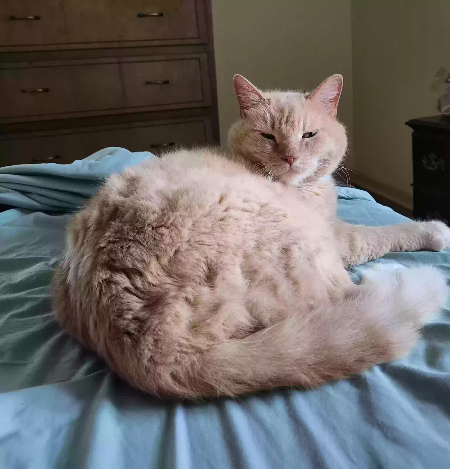 Lost cat in Gastonia, NC, 28054