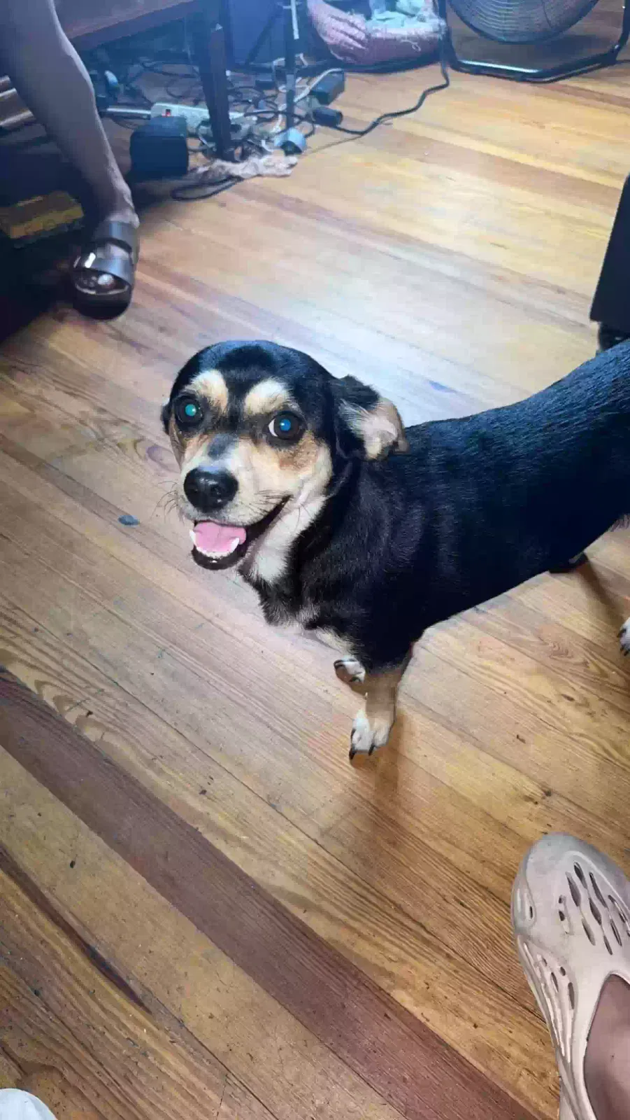 Lost dog in High Point, NC, 27262