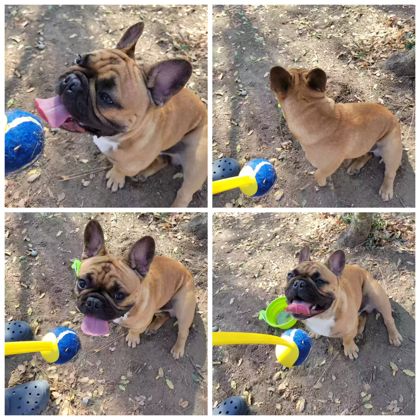 Lost dog in Fresno, CA, 93722