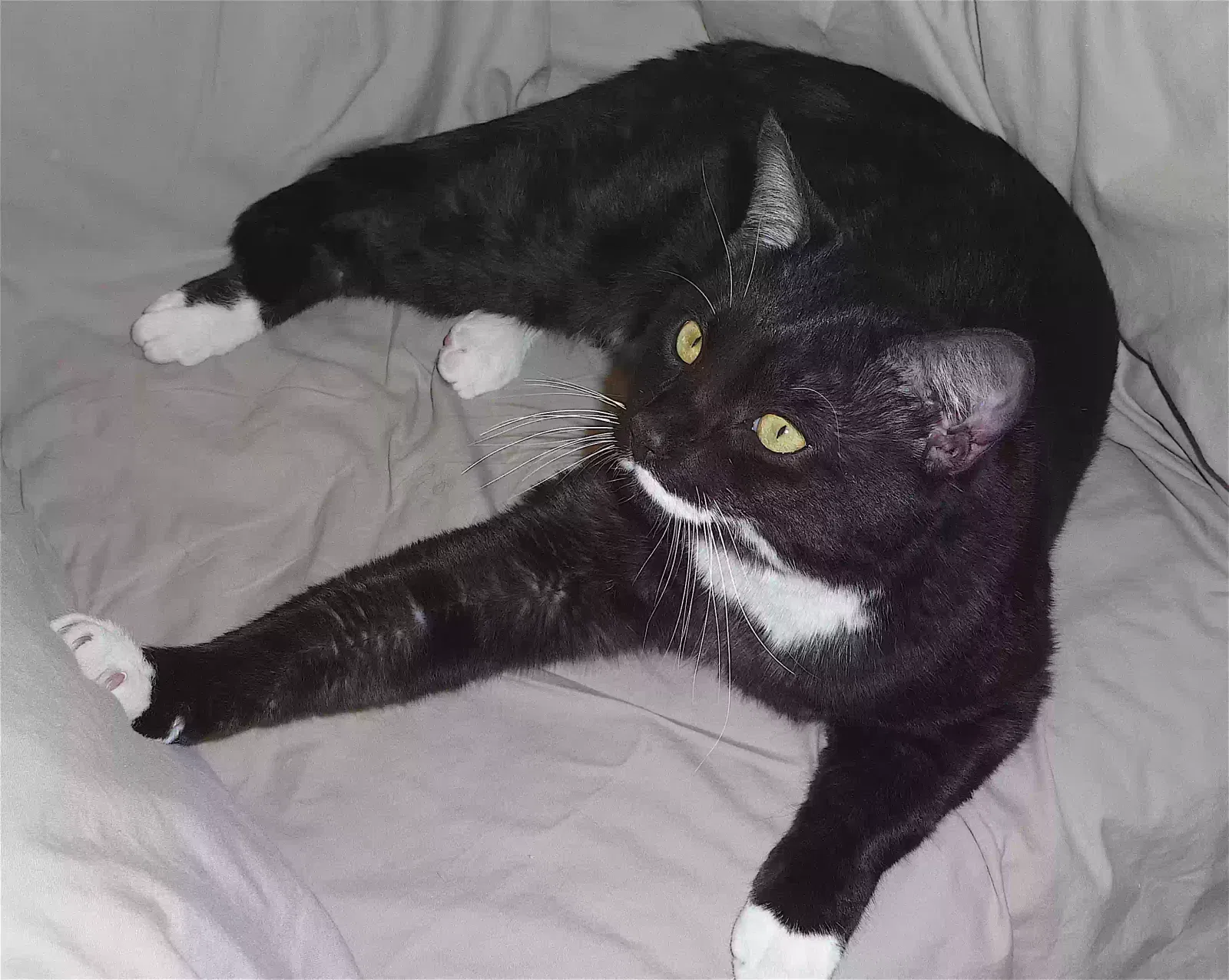Lost cat in Oakland, CA, 94619