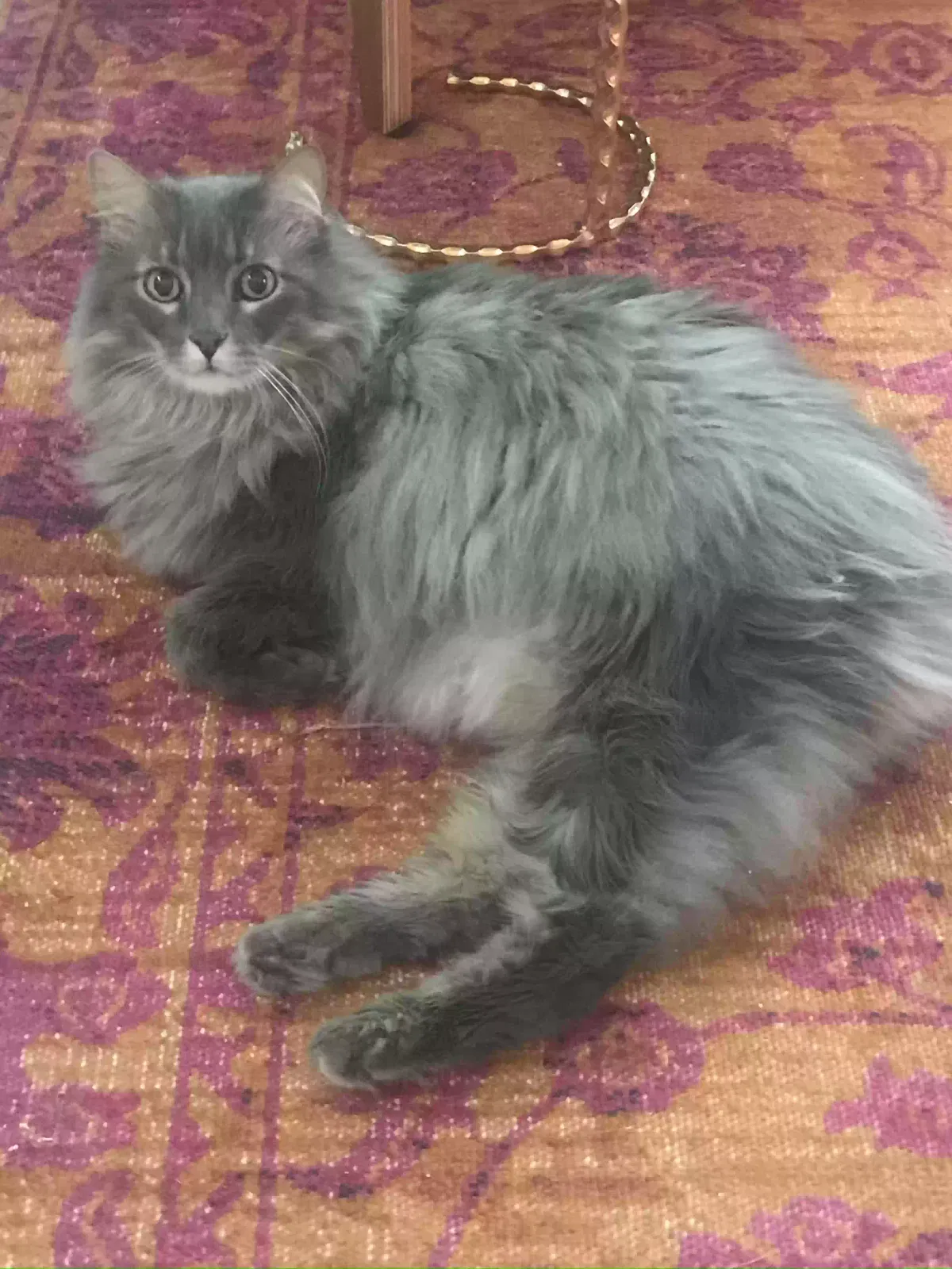 Lost cat in Winter Garden, FL, 34787