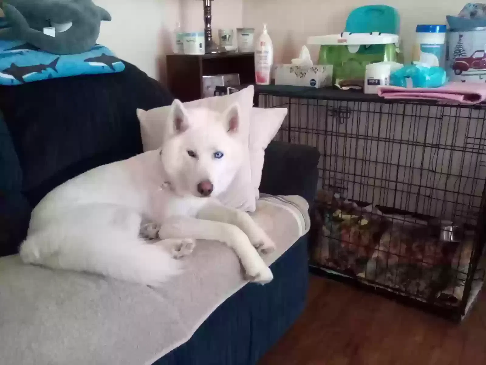 Lost dog in Ozark, MO, 65721