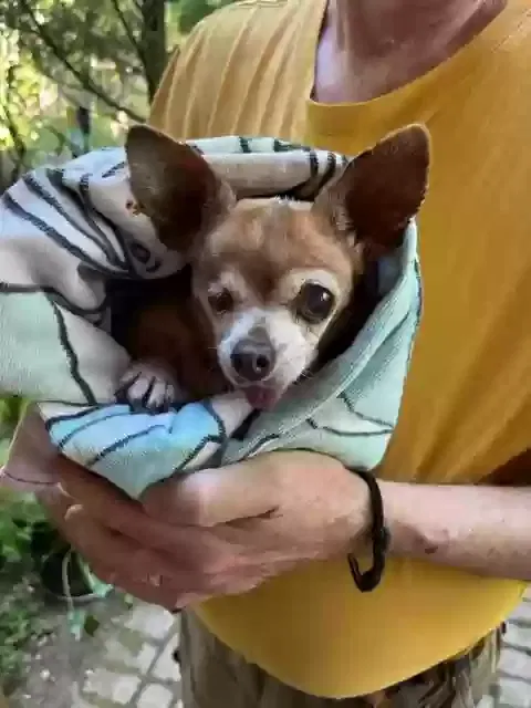 Found dog in Interlochen, MI, 49643