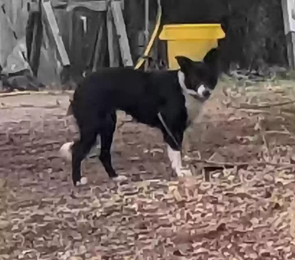 Found dog in Lyle, WA, 98635