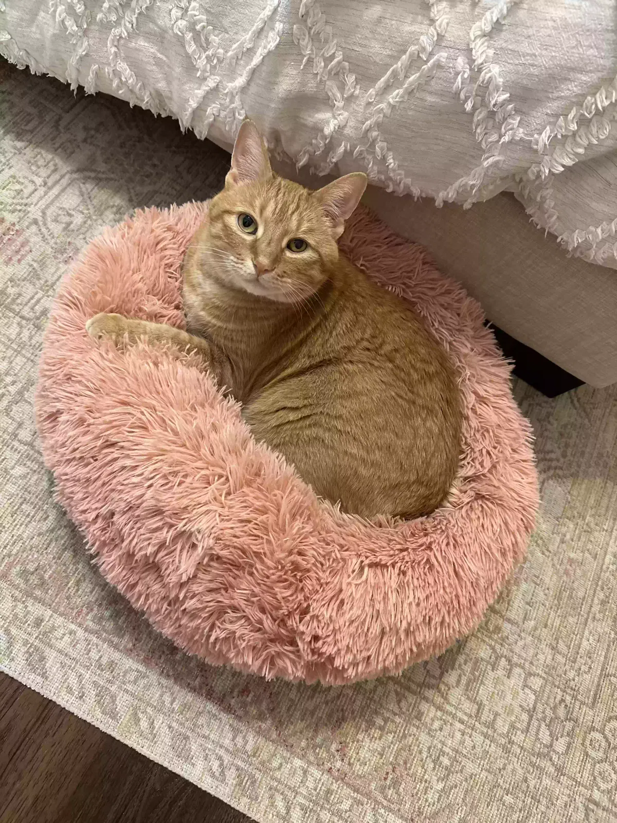 Lost cat in Grapevine, TX, 76051