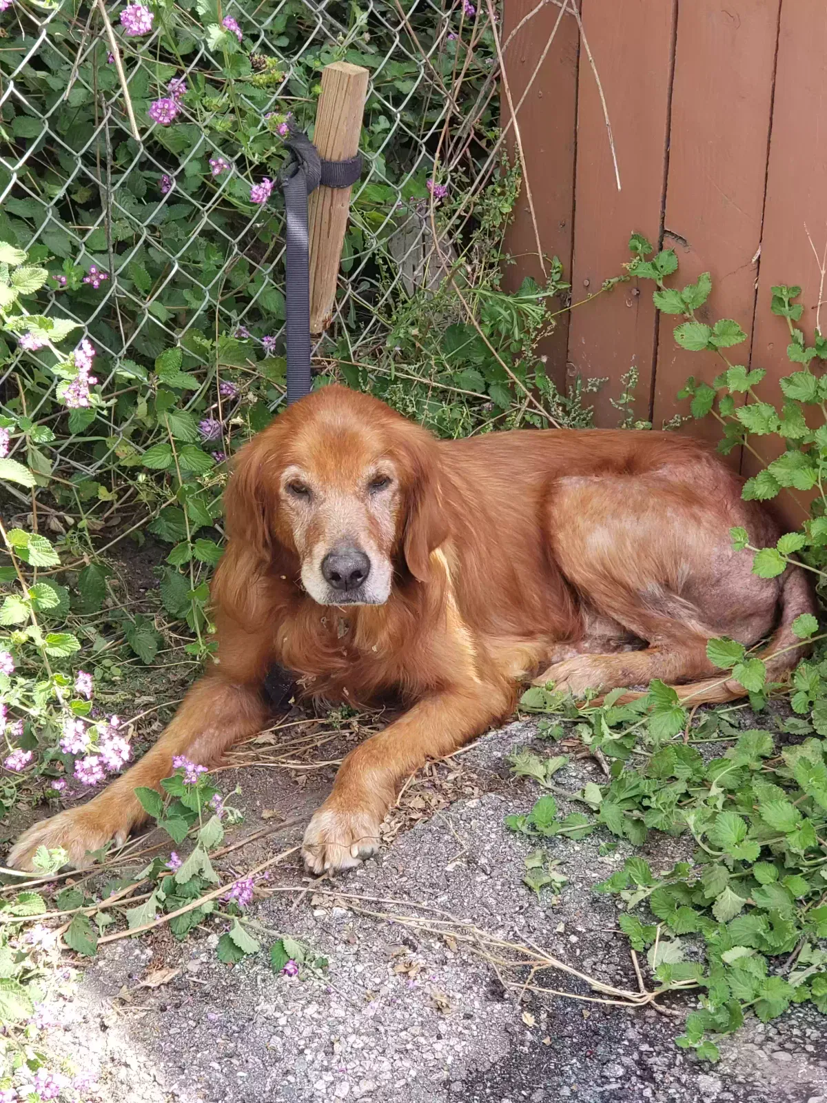 Found dog in Alhambra, CA, 91801