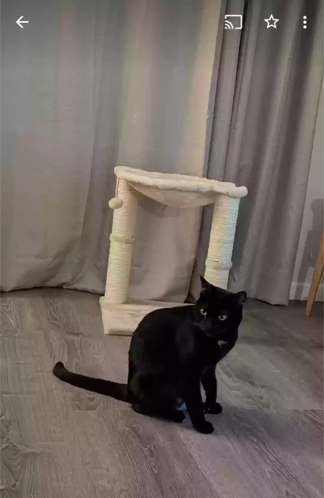 Lost cat in Union City, CA, 94587