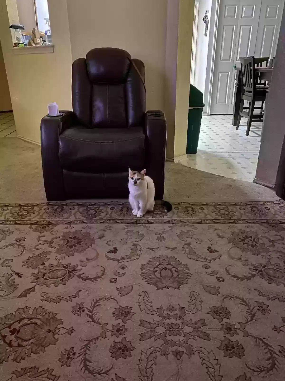Lost cat in Austin, TX, 78725