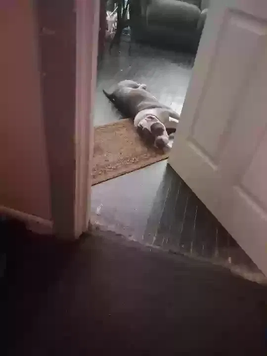 Found dog in Dolton, IL, 60419