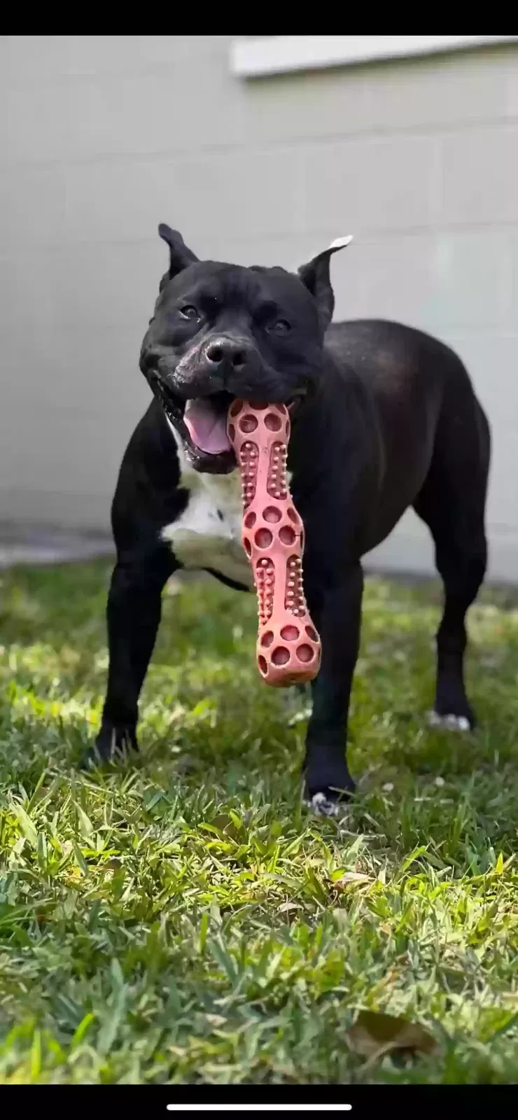 Lost dog in Jacksonville, FL, 32244