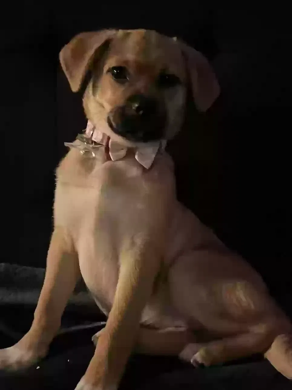 Lost dog in Northridge, CA, 91324