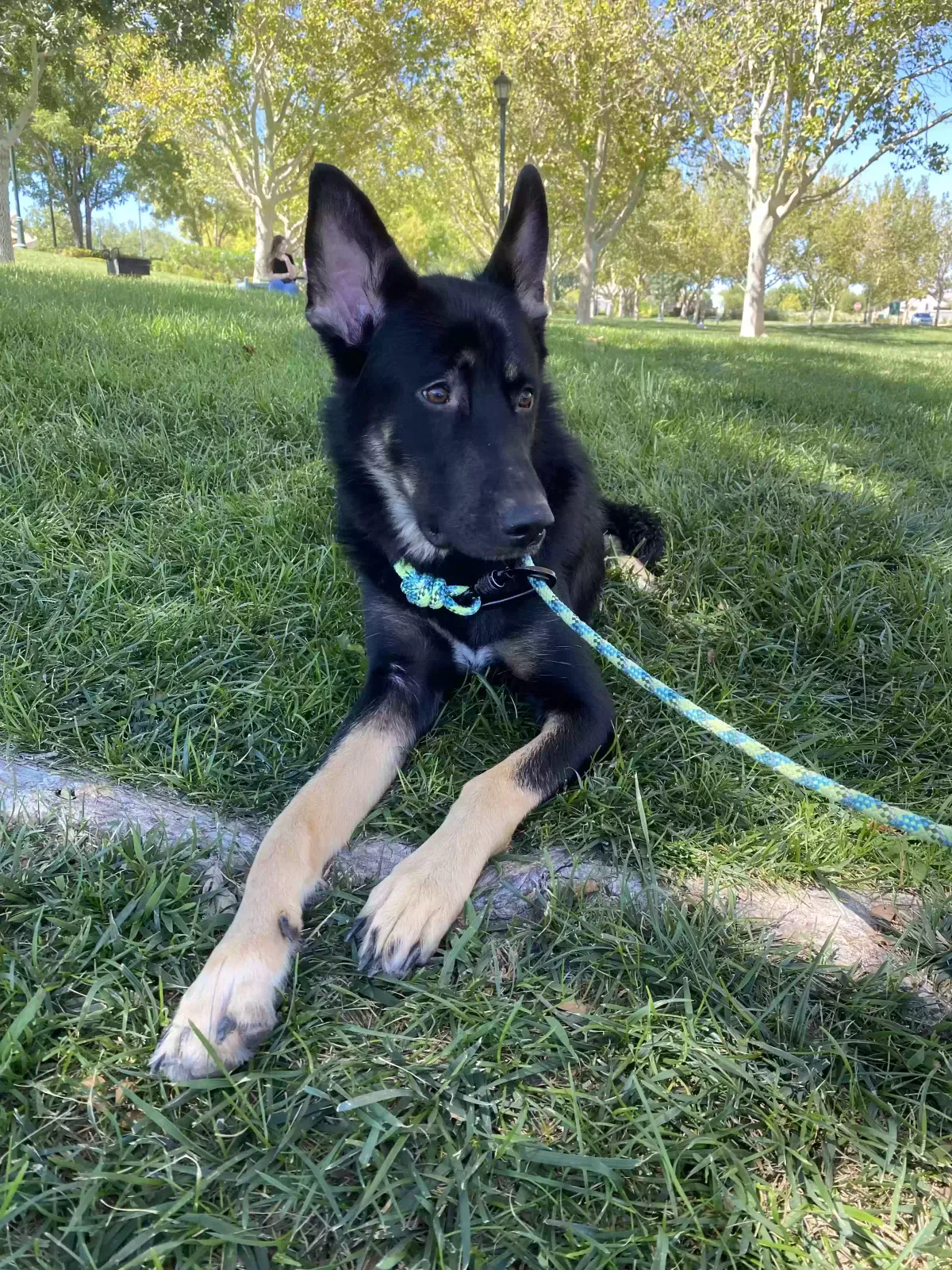 Found dog in Las Vegas, NV, 89135