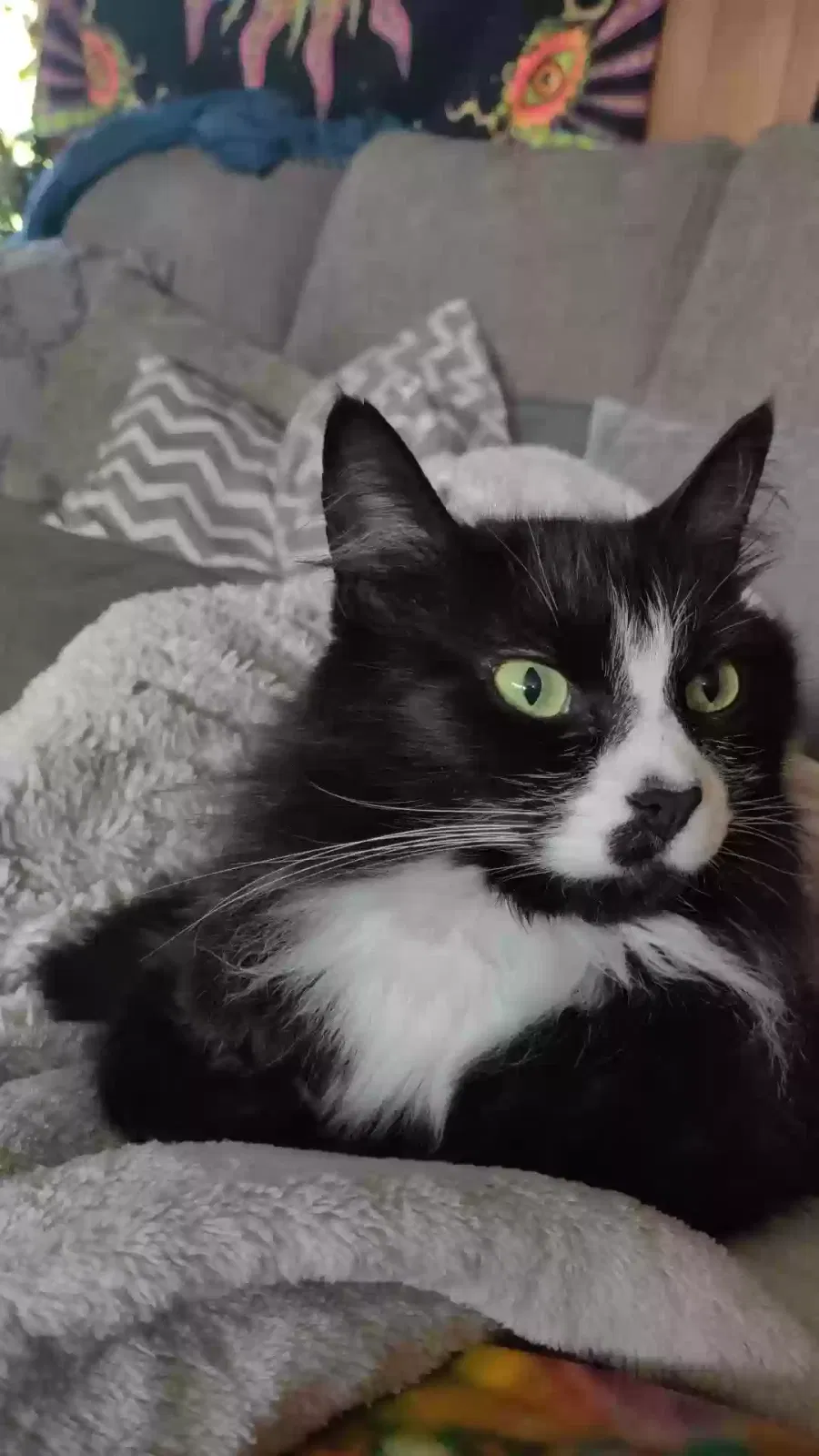 Lost cat in Lynnwood, WA, 98036
