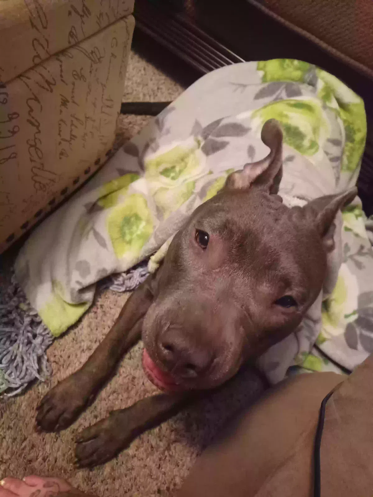 Found dog in Saint Paul, MN, 55106