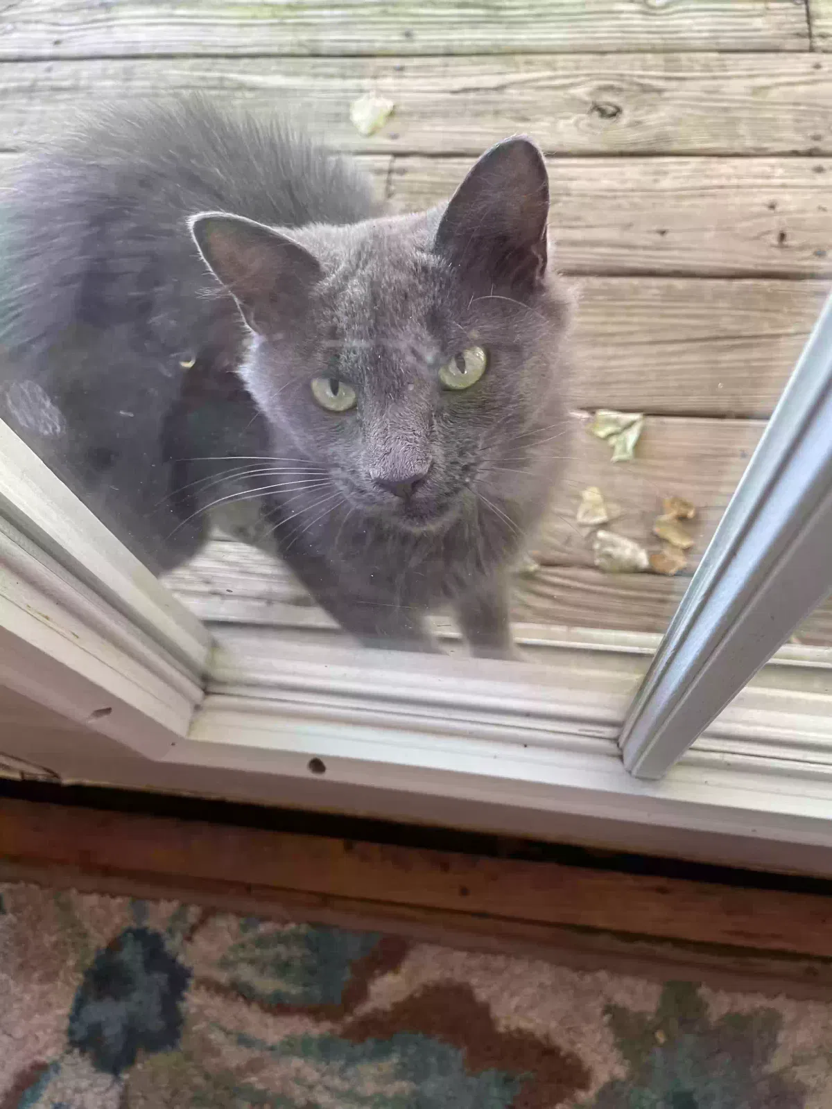 Found cat in Glendale, KY, 42740