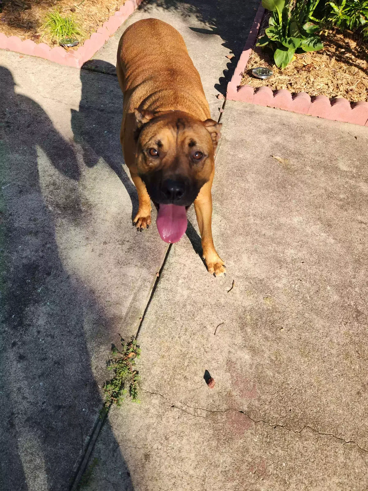 Lost dog in Leland, NC, 28451