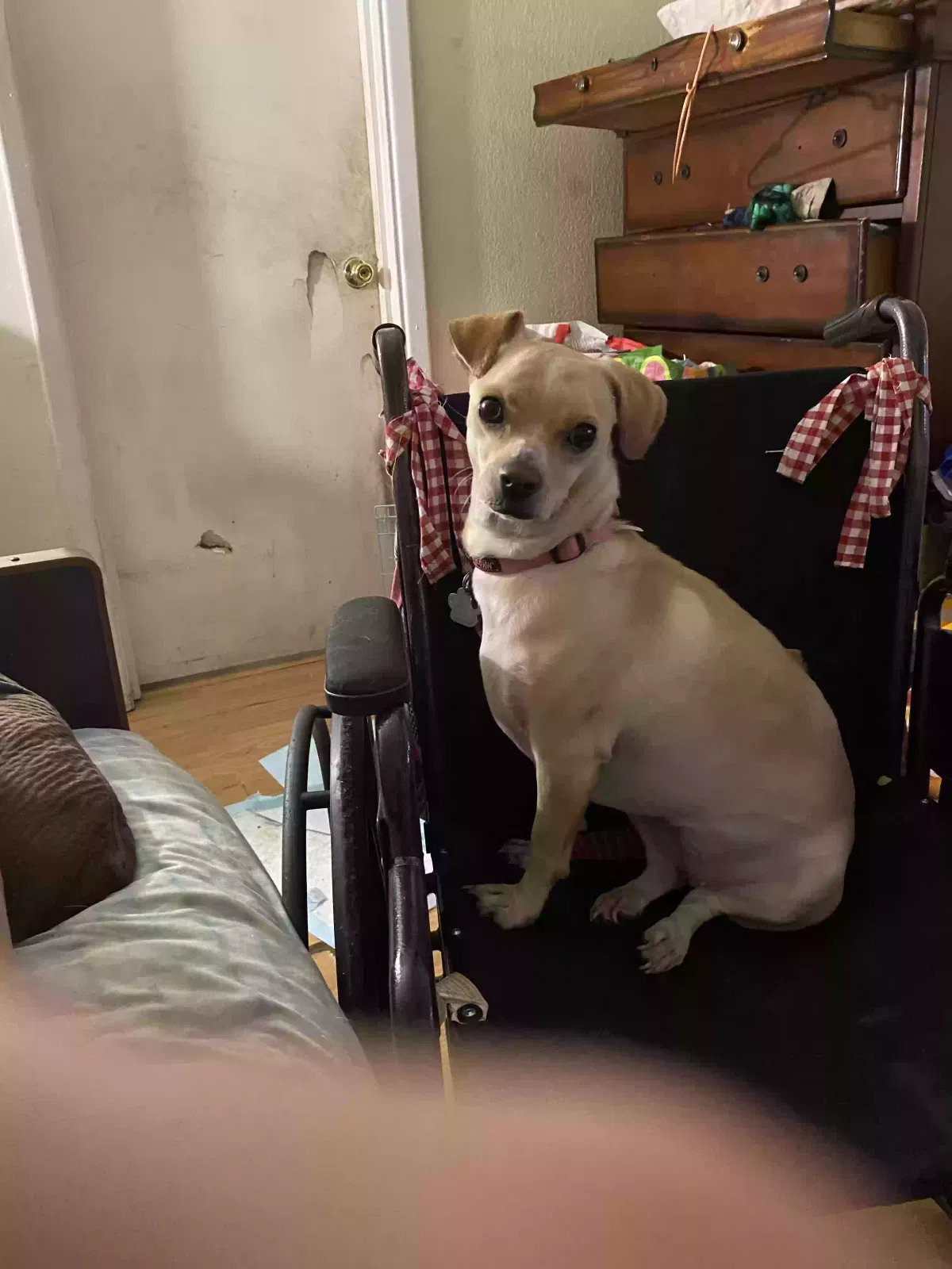 Lost dog in Zephyrhills, FL, 33541