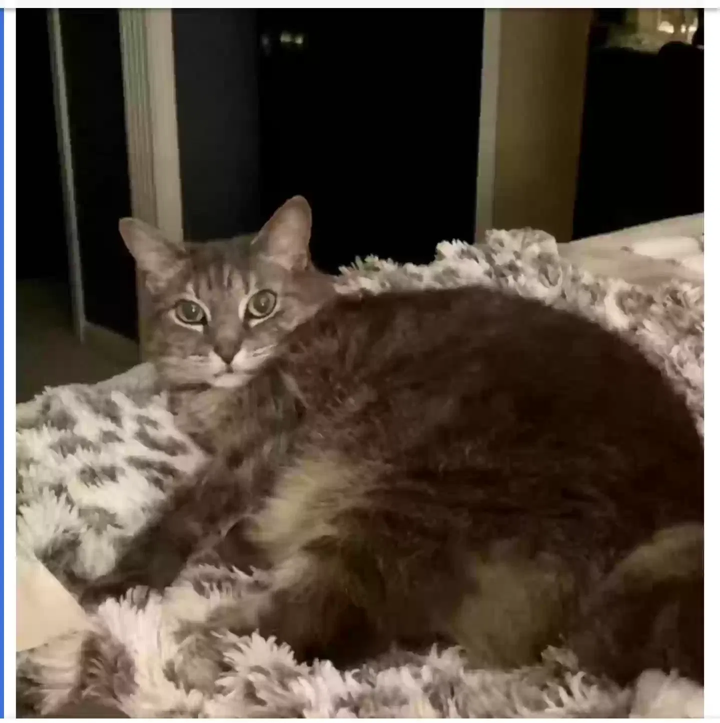 Lost cat in Goshen, KY, 40026