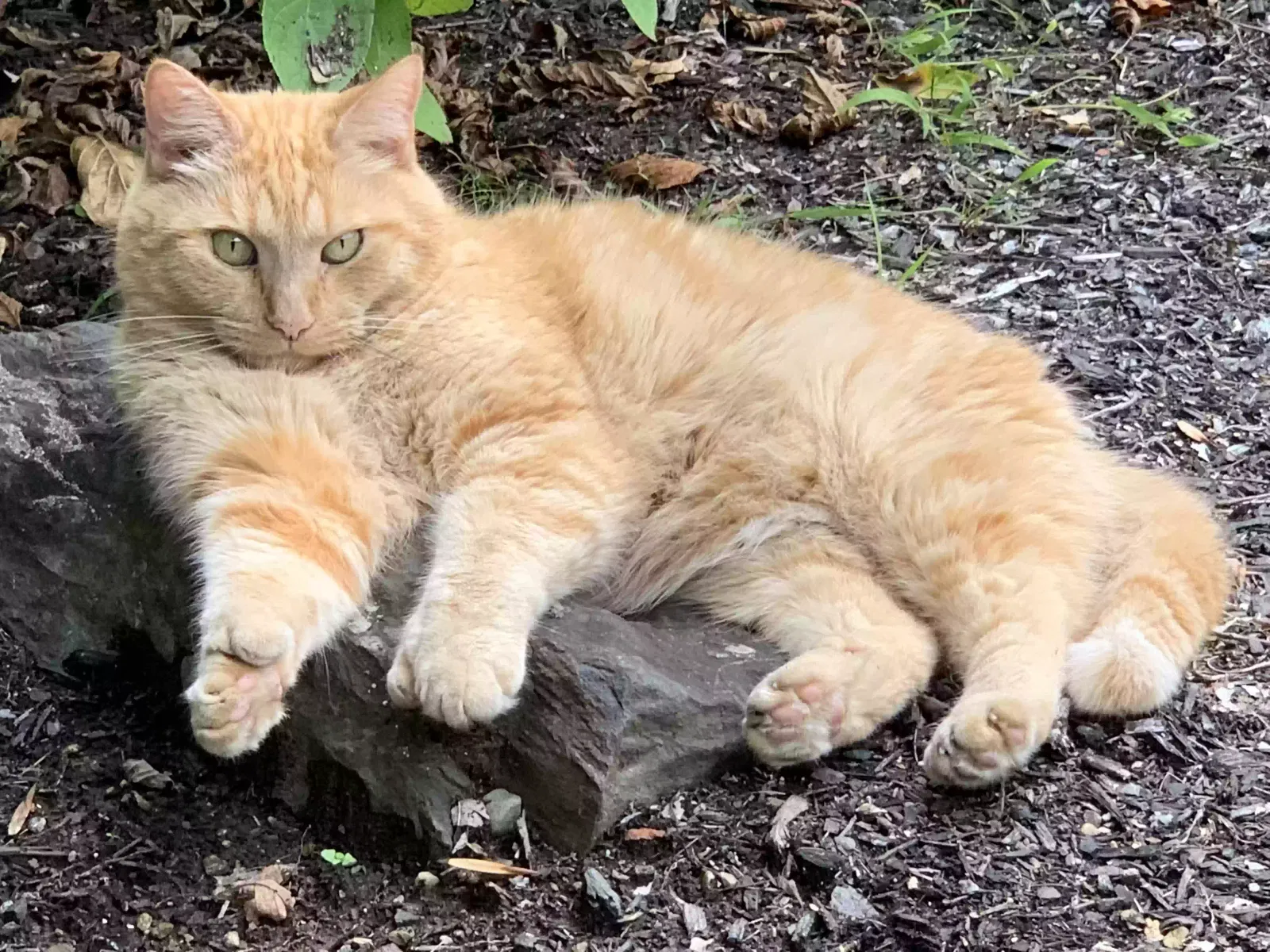 Lost cat in Lee, NH, 3861