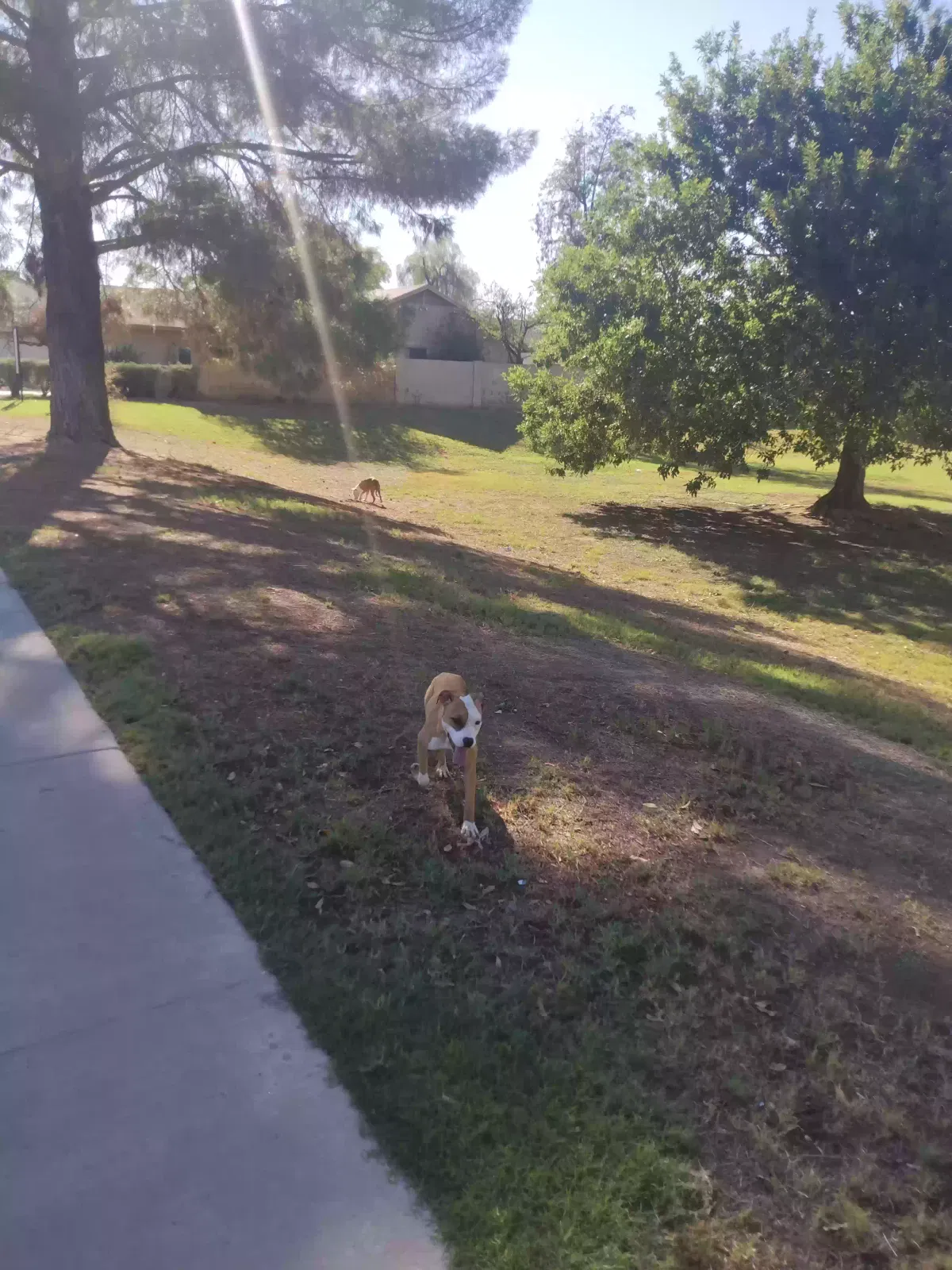 Found dog in Glendale, AZ, 85301