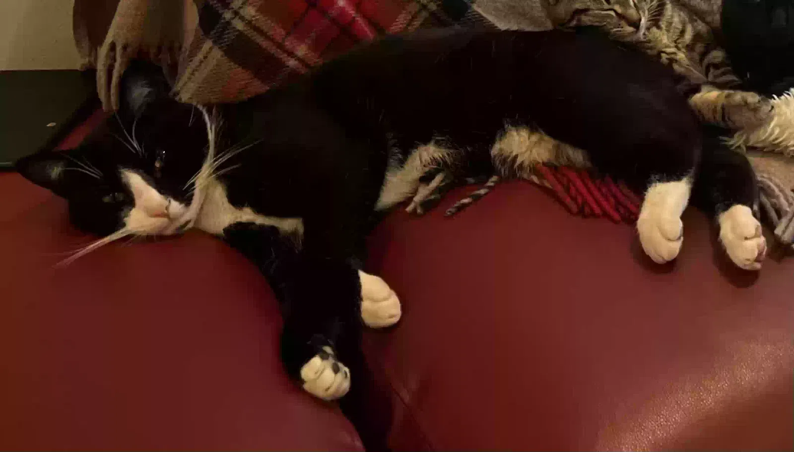 Lost cat in Kenmore, WA, 98028