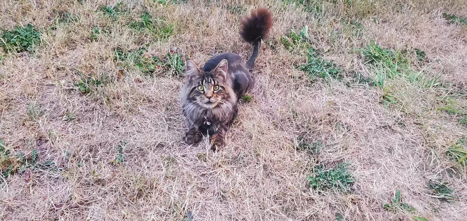 Lost cat in Vancouver, WA, 98682