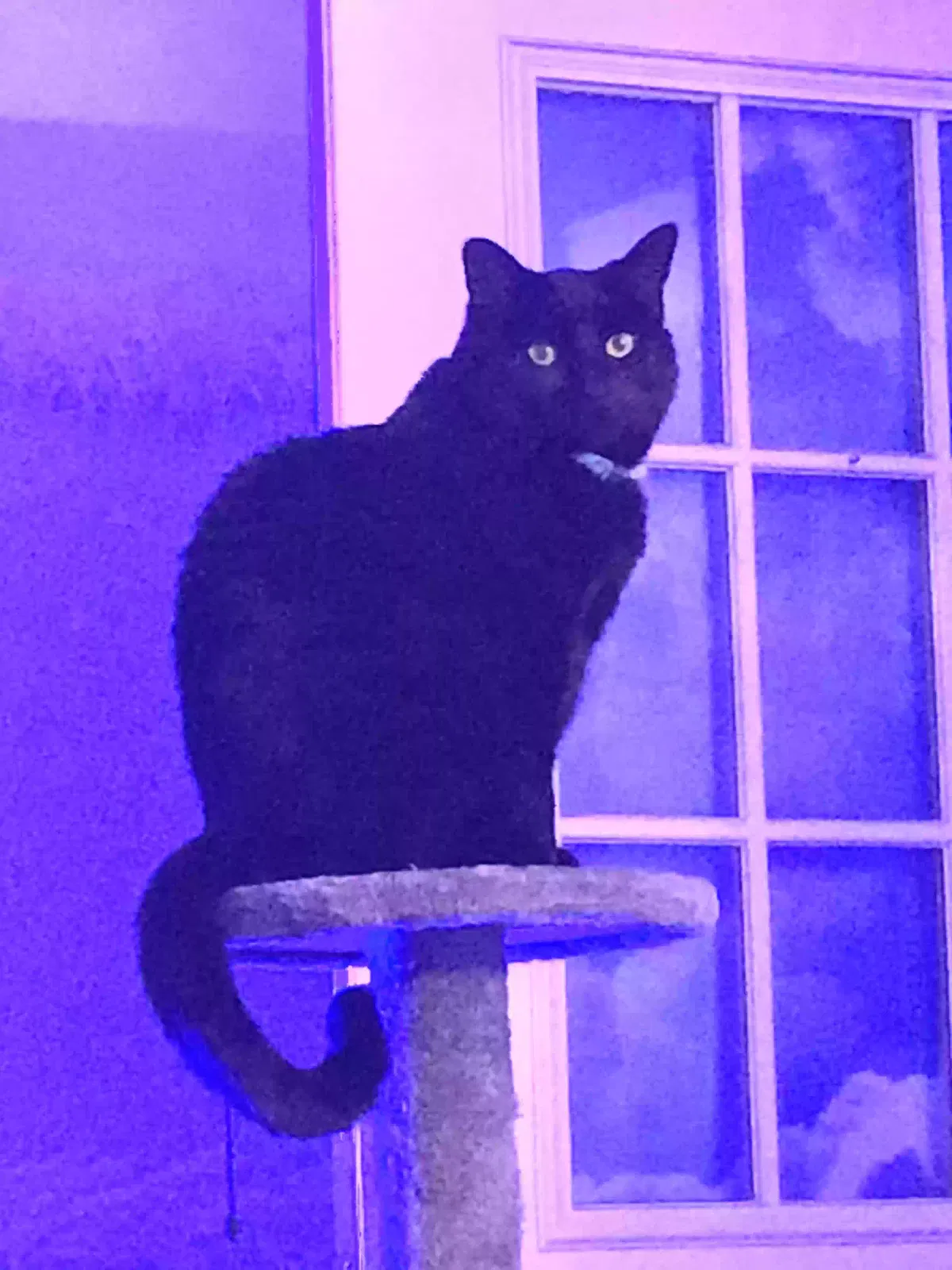 Lost cat in Reno, NV, 89503
