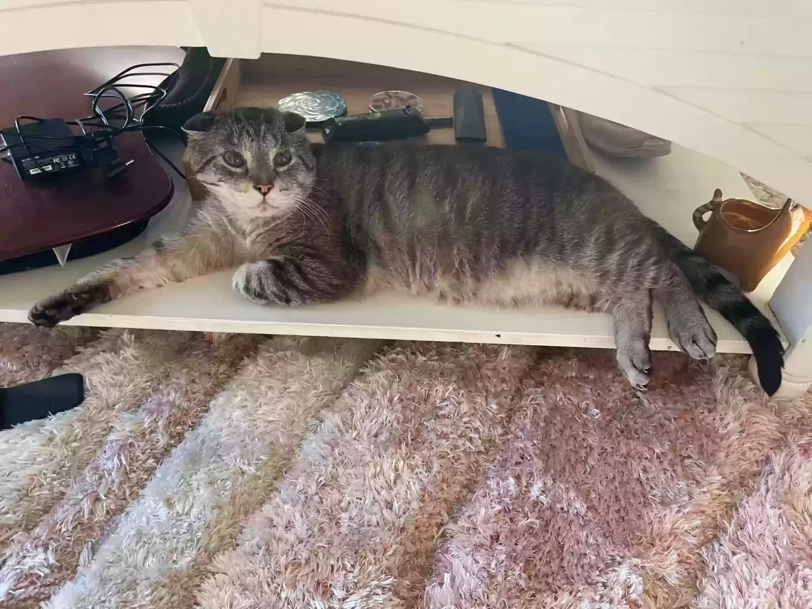 Lost cat in Kent, WA, 98032