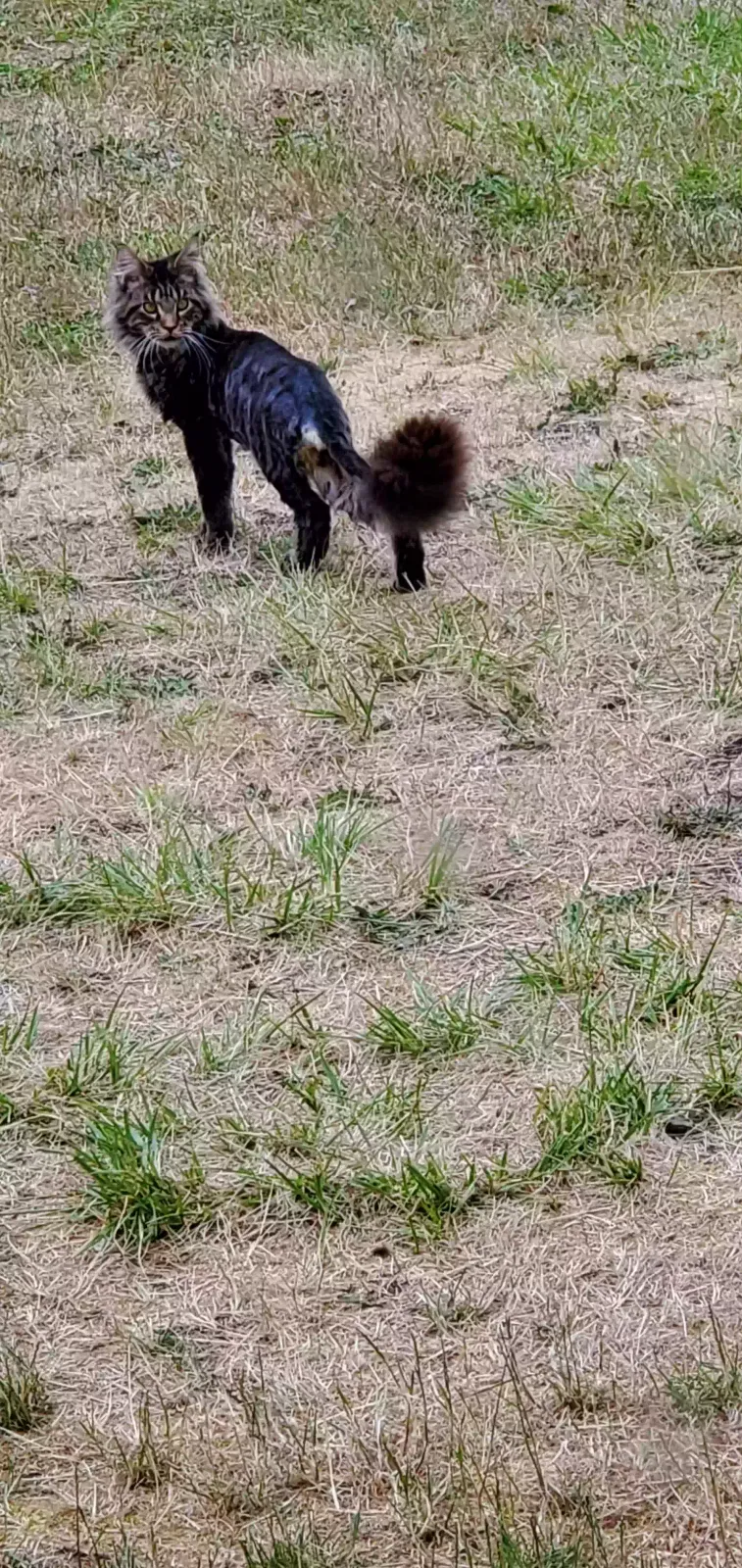 Lost cat in Vancouver, WA, 98682