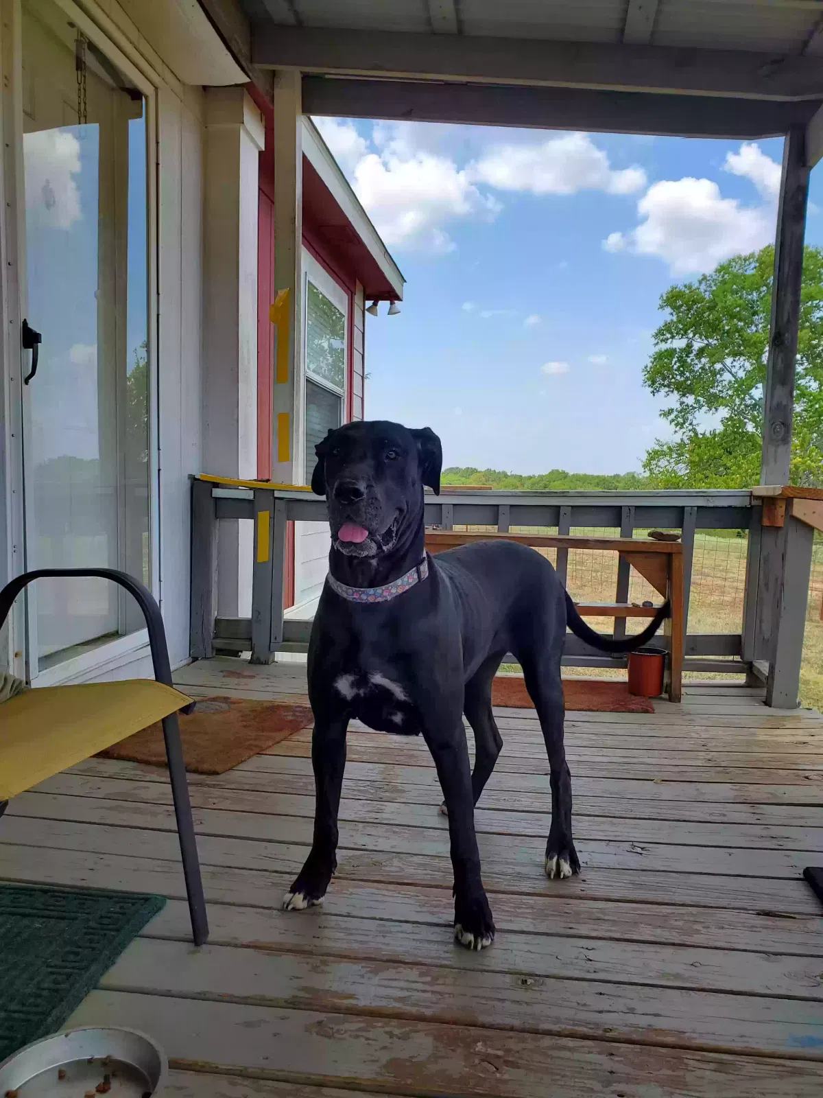 Found dog in Brashear, TX, 75420