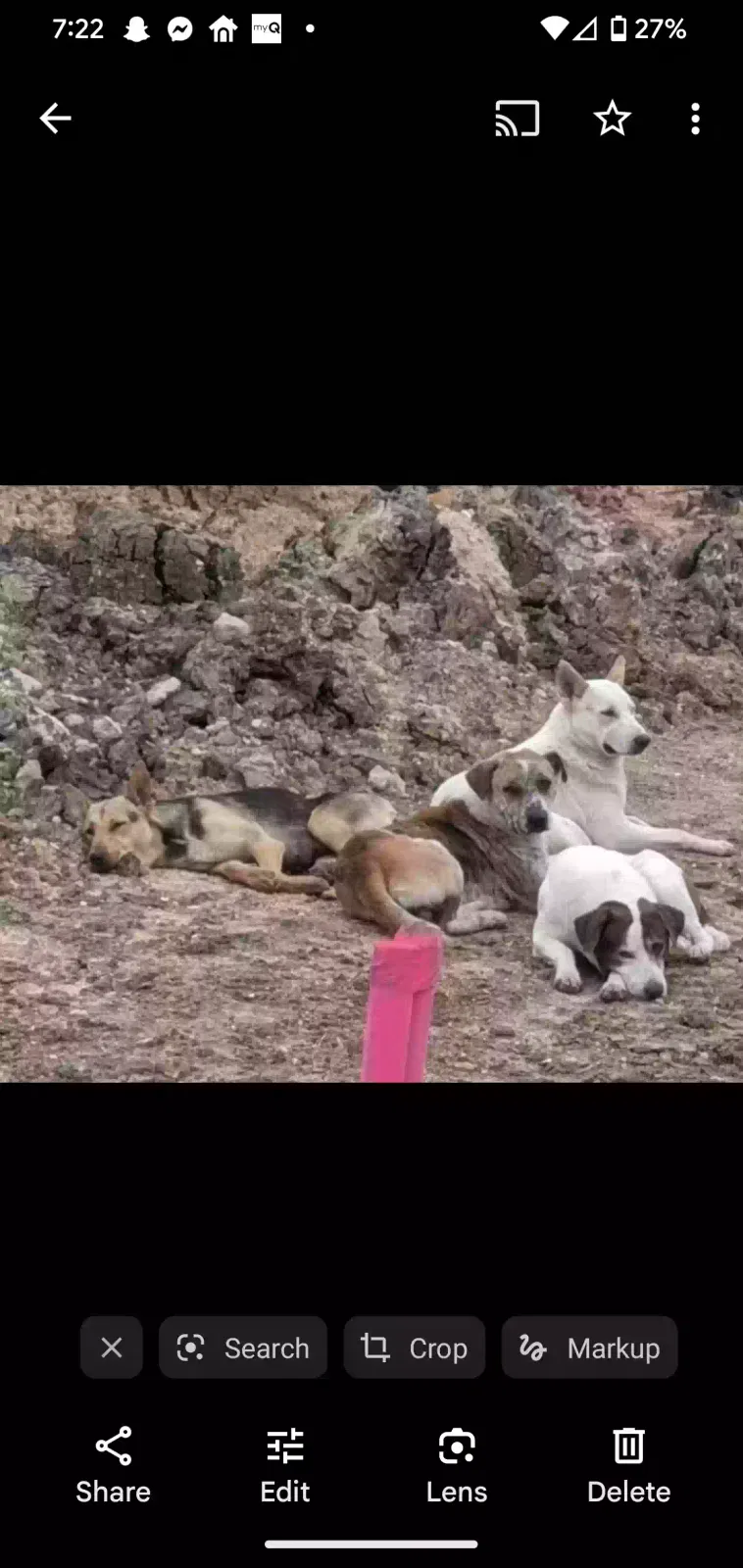 Lost dog in Houston, TX, 77082