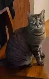 Lost cat in Camas, WA, 98607