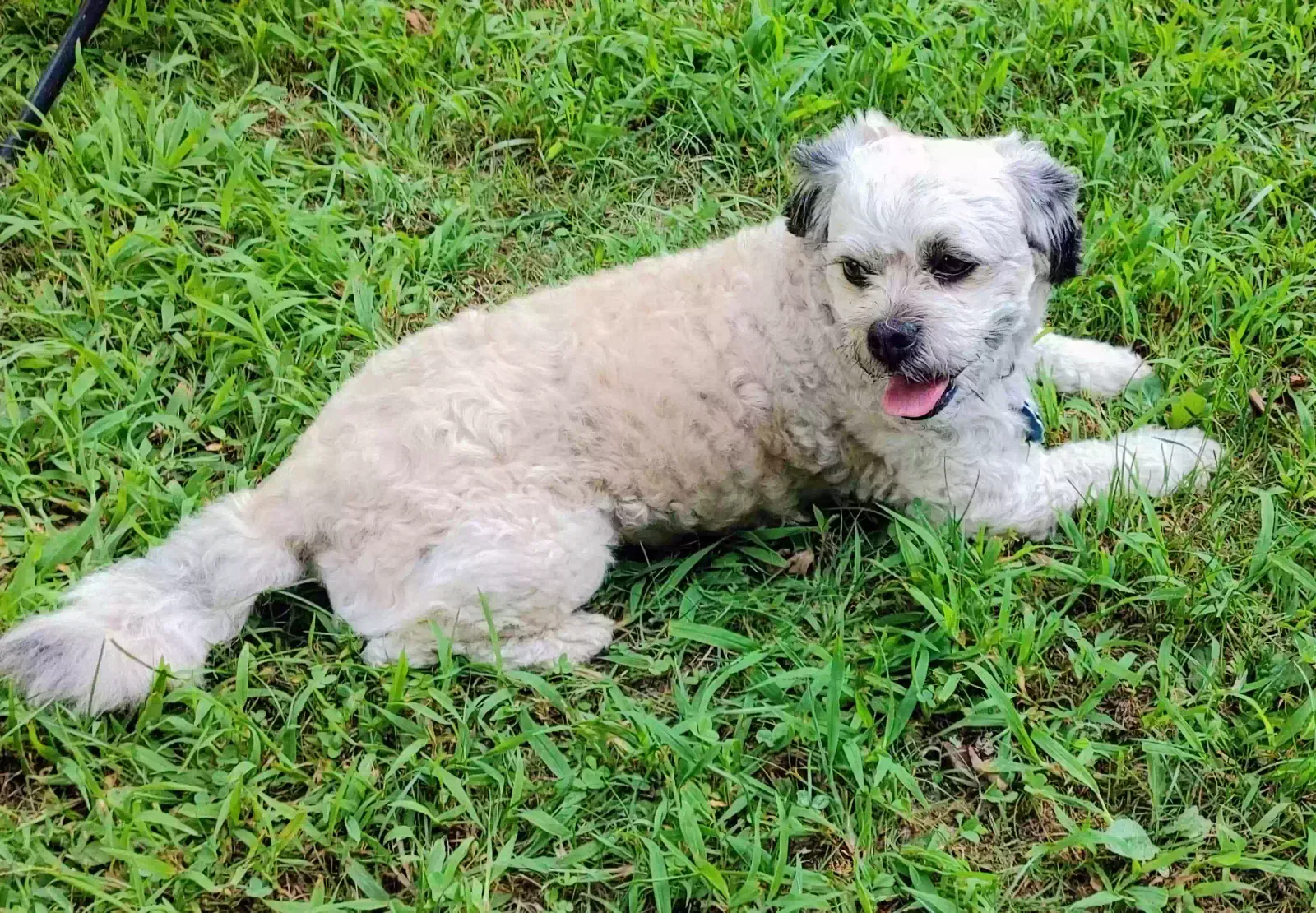 Lost dog in Bryson City, NC, 28713