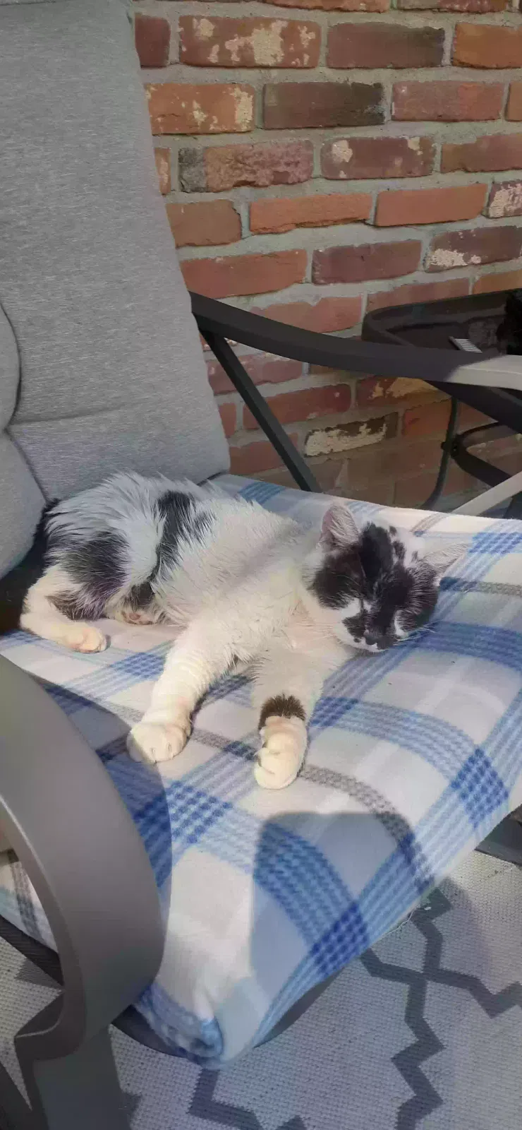 Found cat in Columbia, MO, 65202