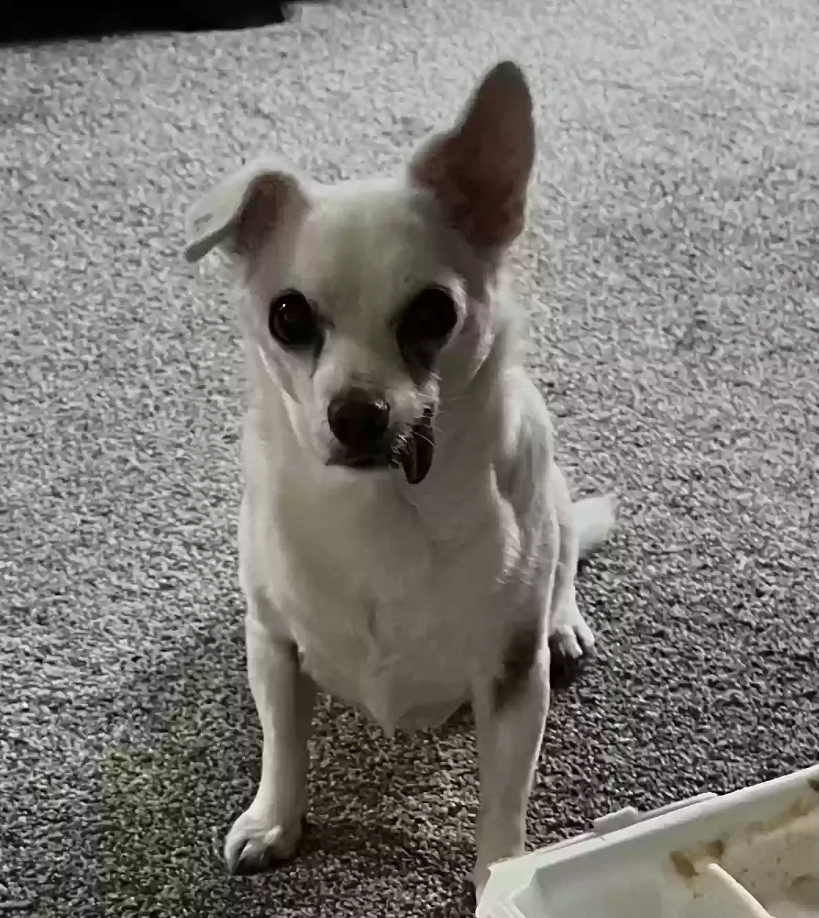 Lost dog in Canton, SD, 57013