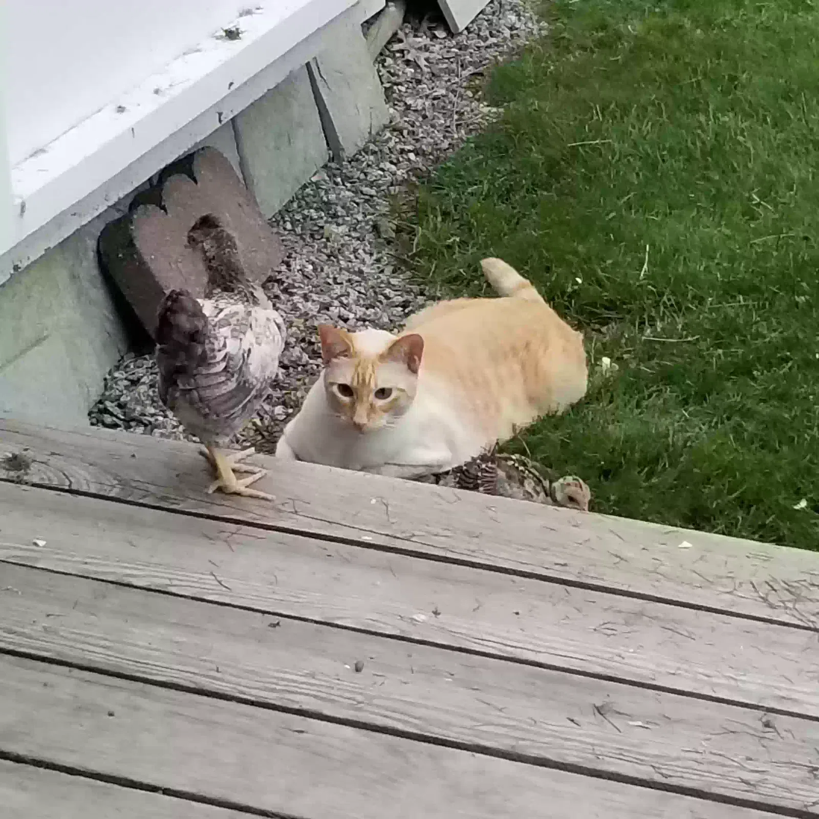 Lost cat in Marlborough, CT, 6447