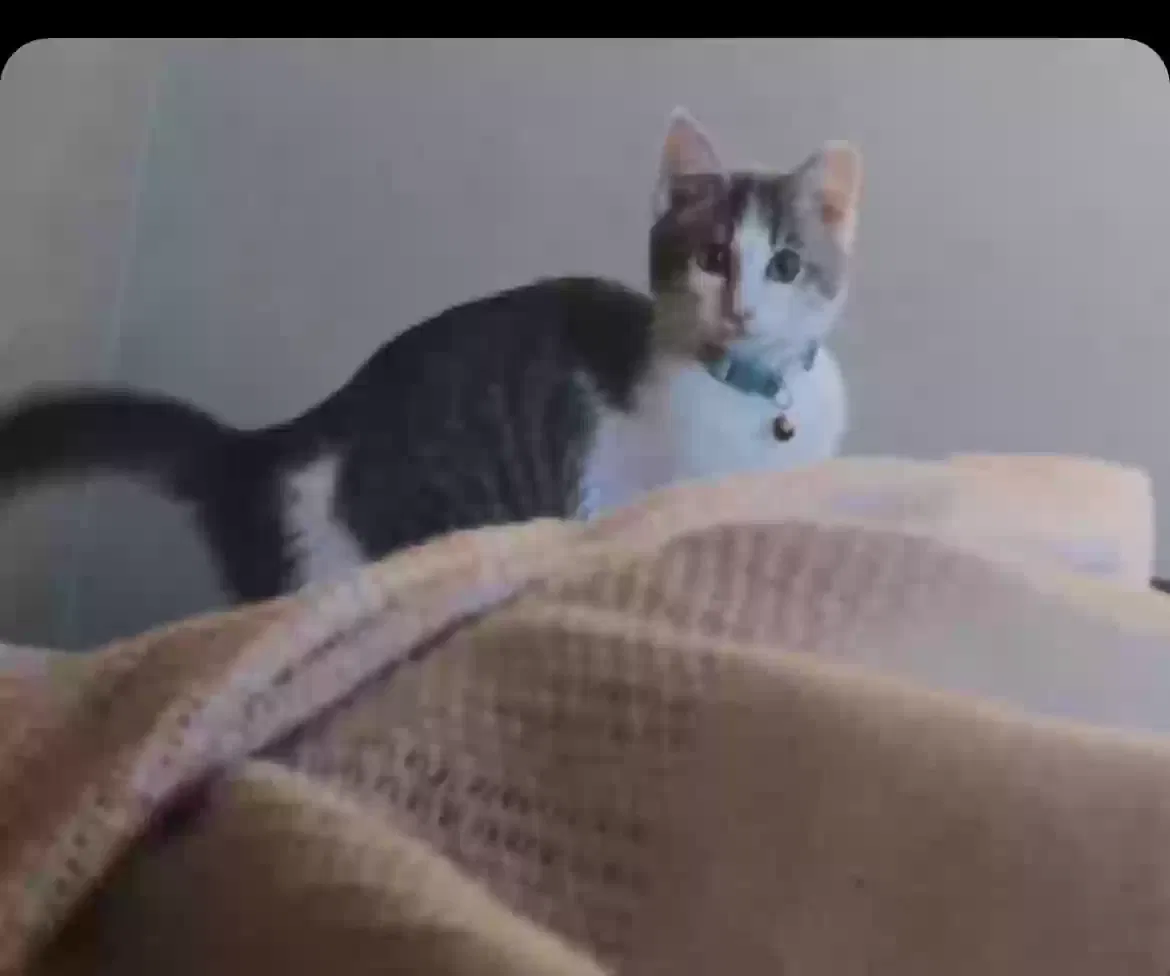 Lost cat in Winchester, KY, 40391