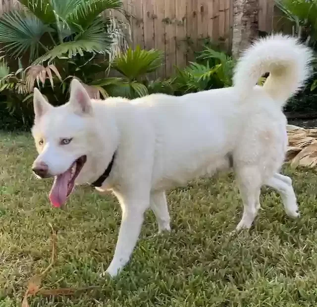 Found dog in Houston, TX, 77062