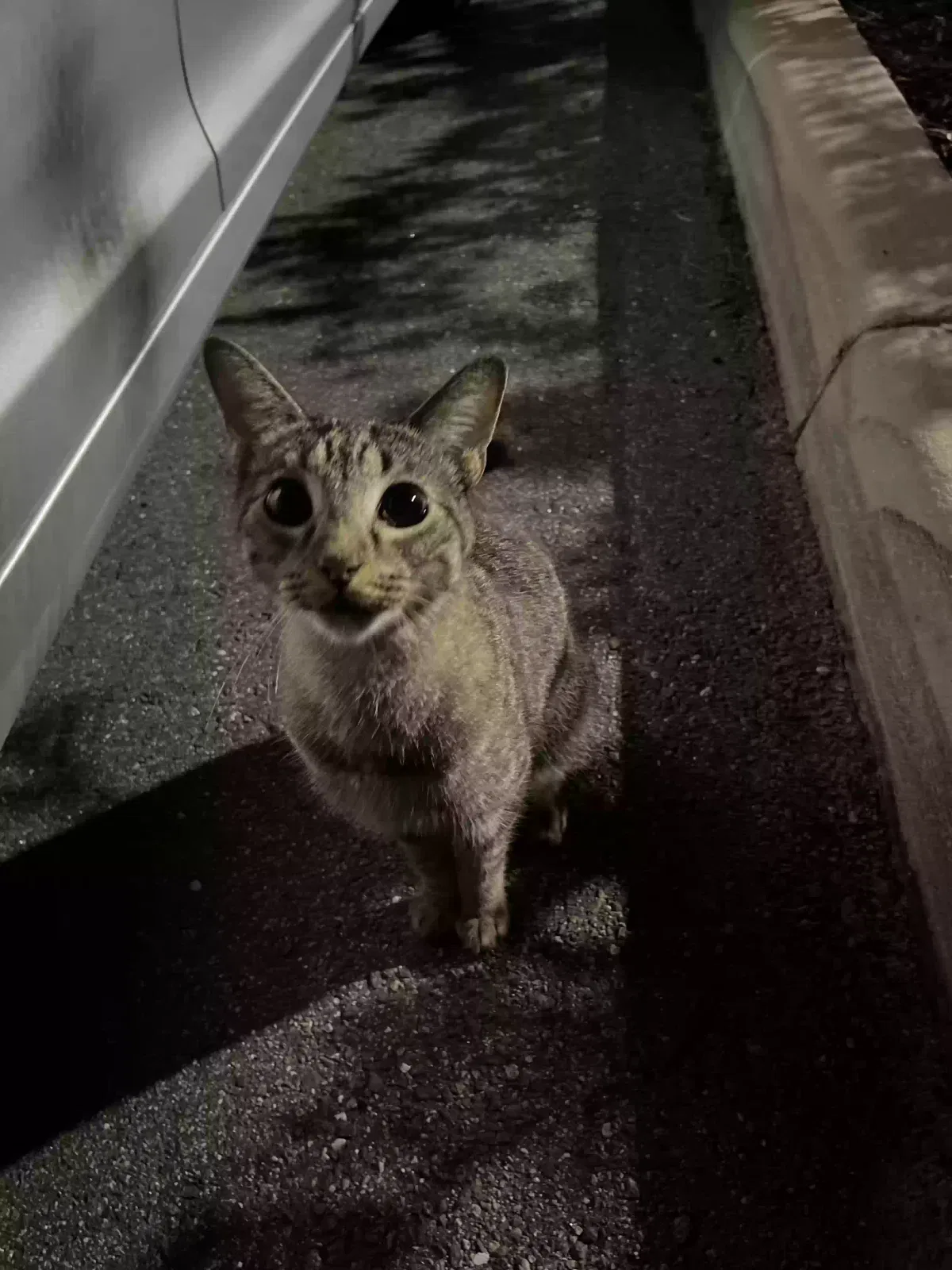 Found cat in Tampa, FL, 33647