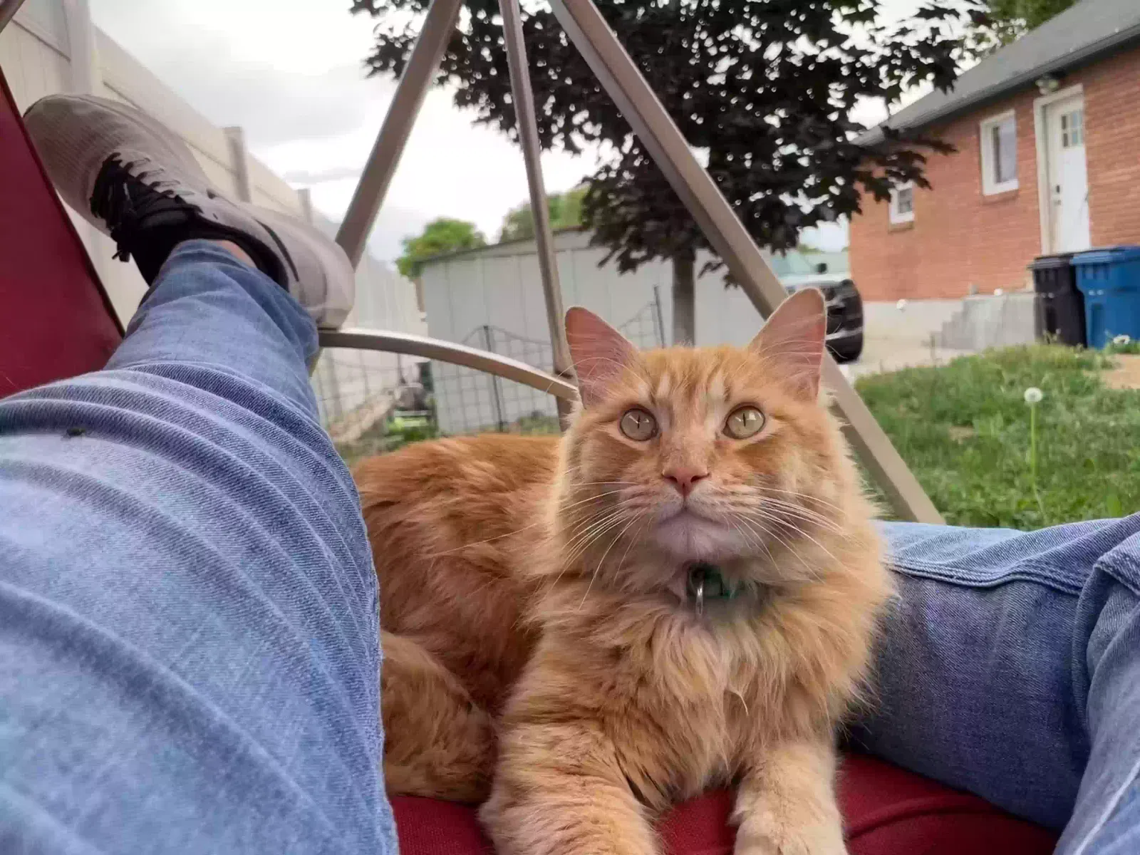 Lost cat in Spanish Fork, UT, 84660