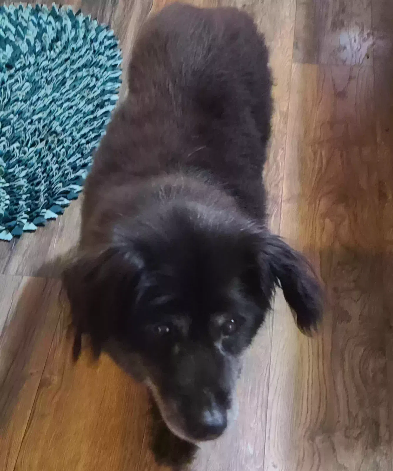 Found dog in Hardinsburg, IN, 47125