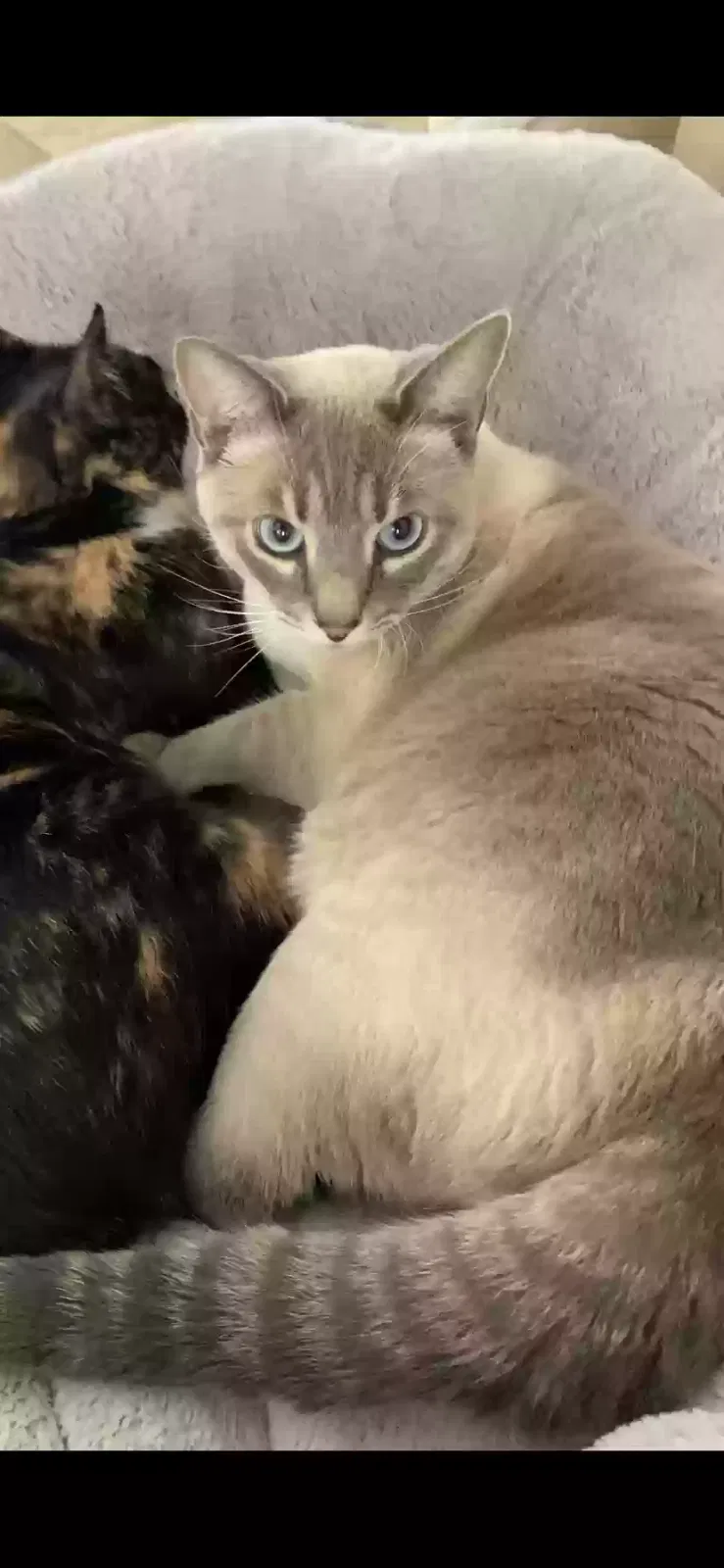 Lost cat in Pena Blanca, NM, 87041