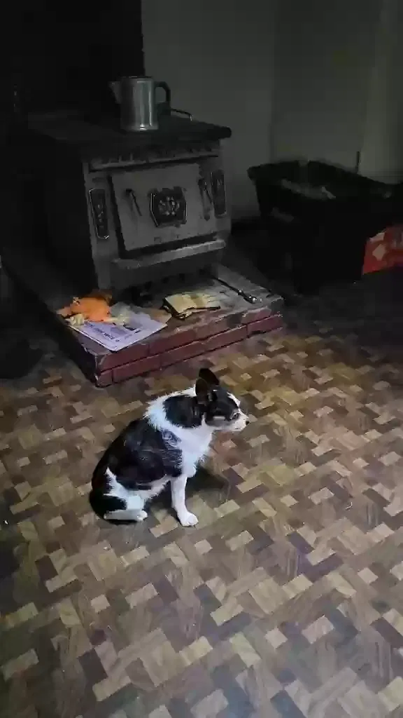 Lost dog in Mountain View, MO, 65548